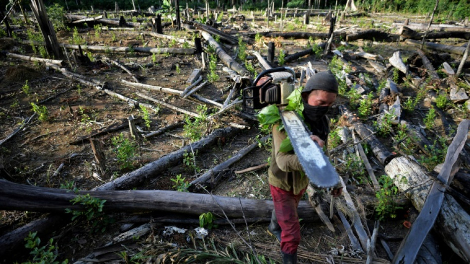 Colombian deforestation policy 'failure' a headache for new government