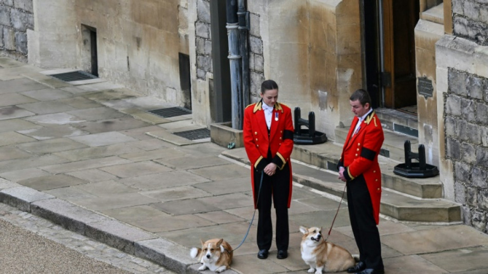 A Londres, les célèbres corgis d'Elizabeth II au coeur d'une exposition