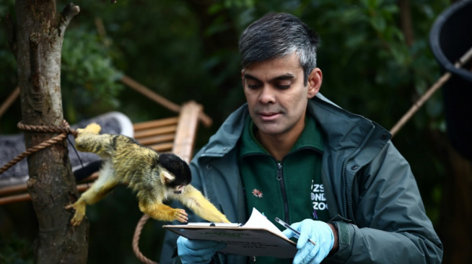 Bébés gorilles, manchots et lionceaux : le zoo de Londres fait son inventaire