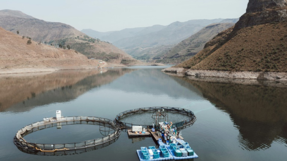 Mountainous Lesotho finds gold in trout fish farming