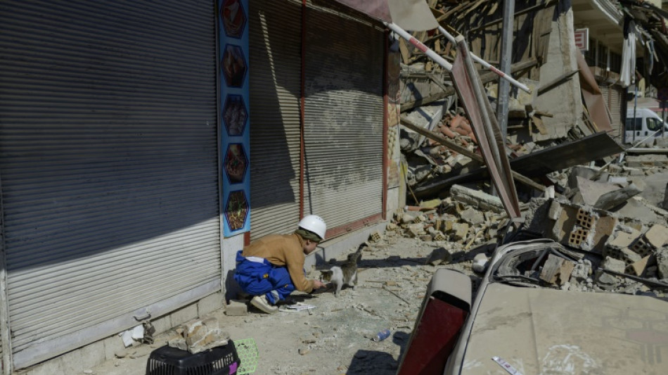 Dans les ruines d'Antakya, sauver les animaux console les humains