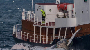 Islande: fin de la saison de chasse à la baleine, 24 baleines tuées