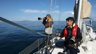 En Méditerranée, dauphins et oiseaux à l'ombre des futures éoliennes géantes