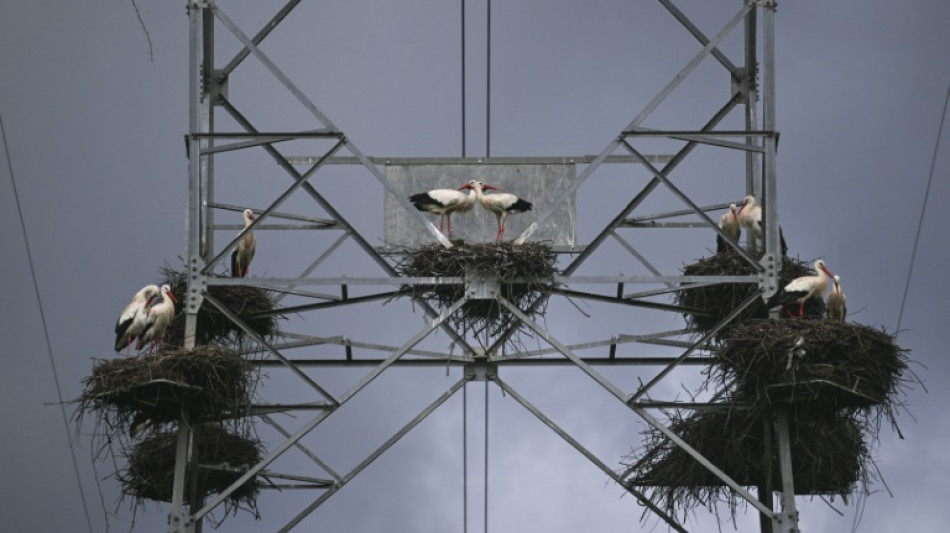 Rubbish, climate change help boost Portugal's white stork numbers