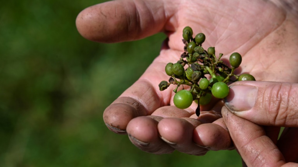 Dans le vignoble bordelais, pluies record, mildiou précoce et moral au plus bas