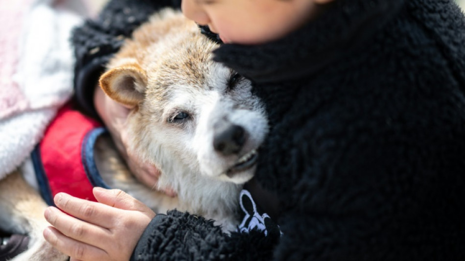 Muere Kabosu, la perrita japonesa de los memes virales