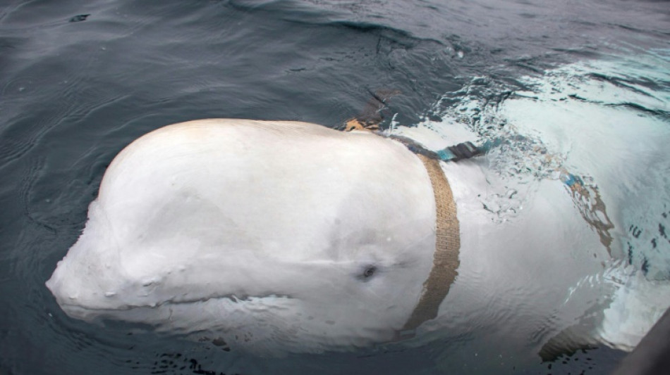 Health fears over Beluga whale spotted in France's Seine river