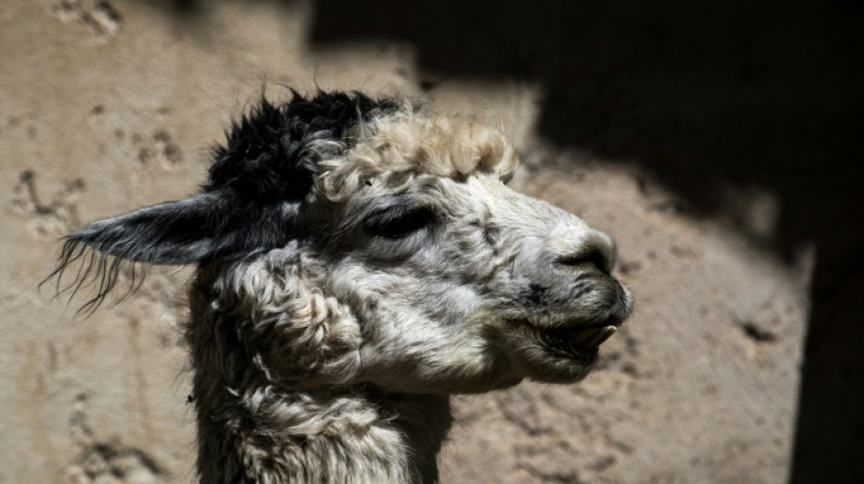 Polizei in Sachsen erwischt Fahrer mit Kängurus, Lamas und Tukan im Auto 