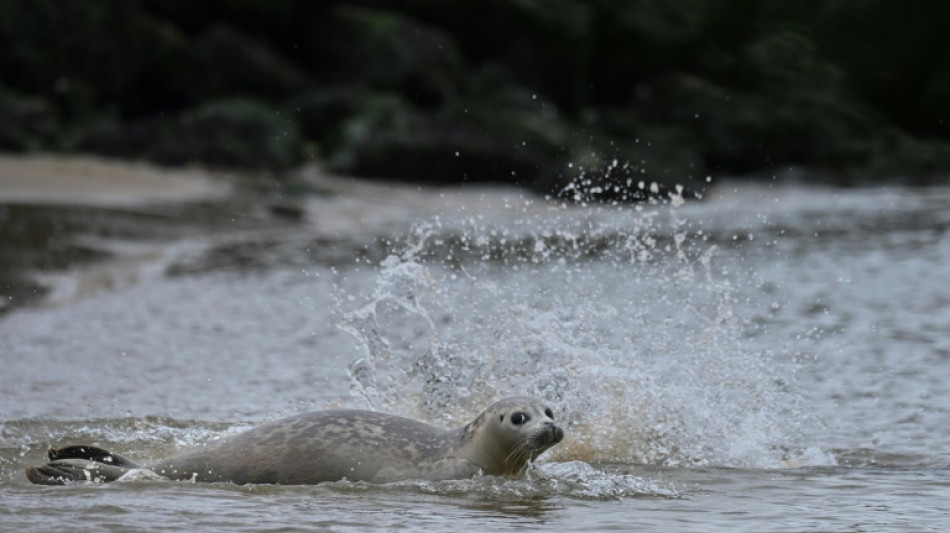 Aprender a convivir con las focas en la costa belga 