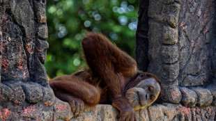 Organisationen fordern Zugang zu gefährdeten Orang-Utans in Indonesien