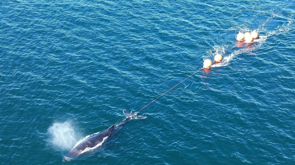 Liberan una ballena en la bahía de Sídney tras 22 horas atrapada