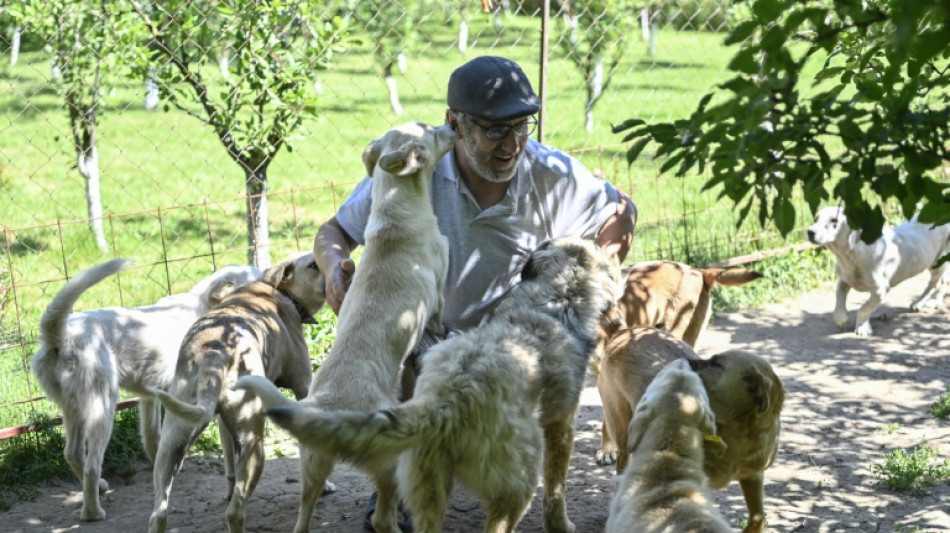 Dogged by strays, Kosovo capital pays people to adopt them