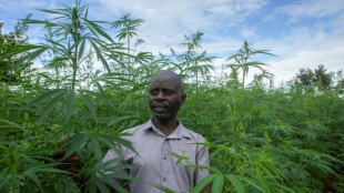 As tobacco burns out, Malawi looks to cannabis