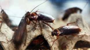 Sugar traps force cockroaches to adapt new sex 'gifts'