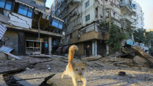 Liban: missions périlleuses pour récupérer les animaux dans les maisons bombardées