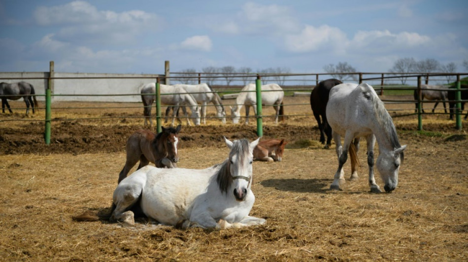 Cómo el caballo doméstico conquistó el mundo hace 4.200 años