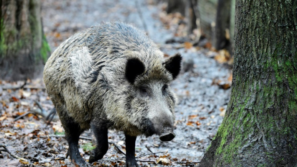 Wildschwein reißt Radfahrer in Baden-Württemberg zu Boden