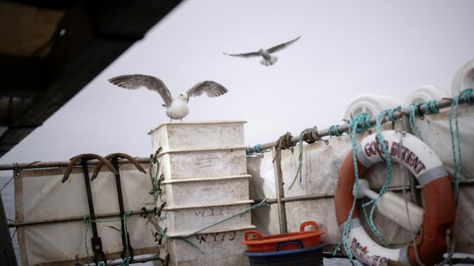 EU-Fischfangquoten: Weniger Hering und mehr Scholle für Nordsee-Fischer