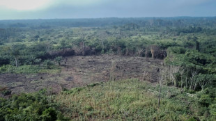 Tropical deforestation significantly reduces rainfall: study