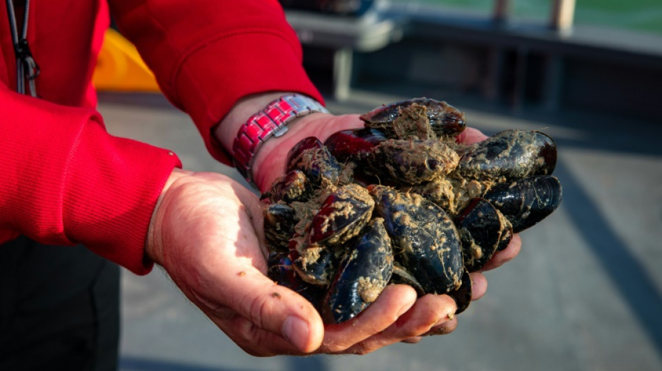 Mussel beach: Belgium's recipe to fight erosion